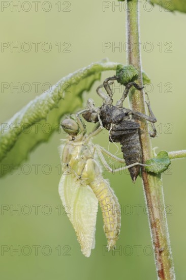 Black-tailed Skimmer (Orthetrum cancellatum), freshly hatched with exuvia, North Rhine-Westphalia, Germany
