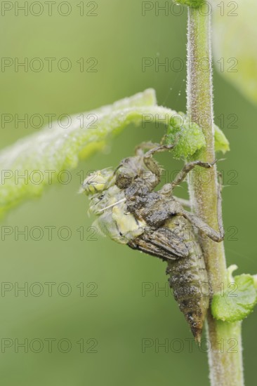 Black-tailed Skimmer (Orthetrum cancellatum), hatch, larva, dragonfly larva, North Rhine-Westphalia, Germany