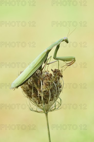 European mantis (Mantis religiosa), male, Haut-Rhin, Alsace, France