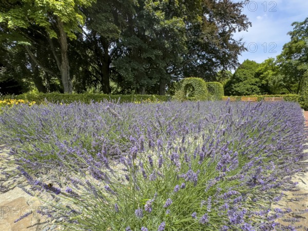 Lavender in bloom in Grugapark, Essen, North Rhine-Westphalia, Germany