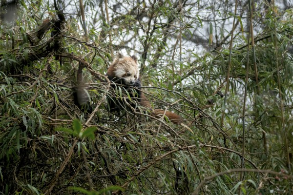 Western Red panda (Ailurus fulgens), feeding on bamboo, Singalila National Park, Gairibas, Jamuna, Koshi Province, Nepal