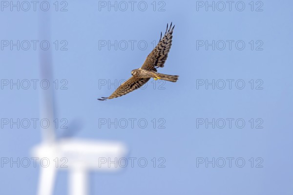 Montagu's harrier (Circus pygargus) migrating female flying past turning blades of windmill, wind turbine at wind farm