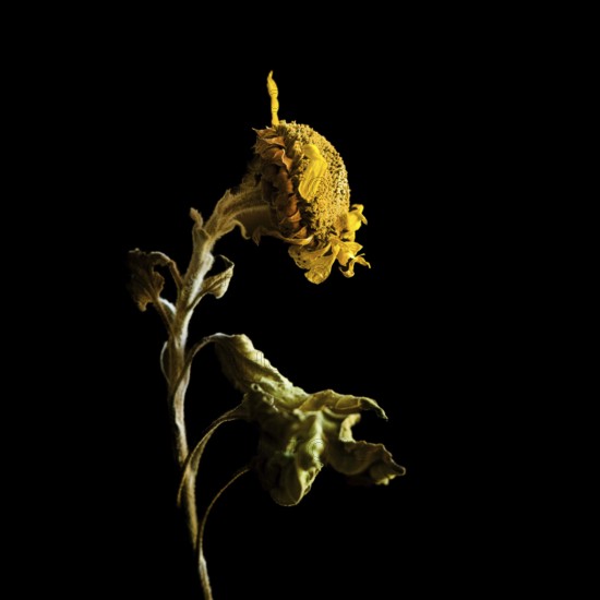 Dried sunflower reveals intricate details against dark background highlighting beauty of decay