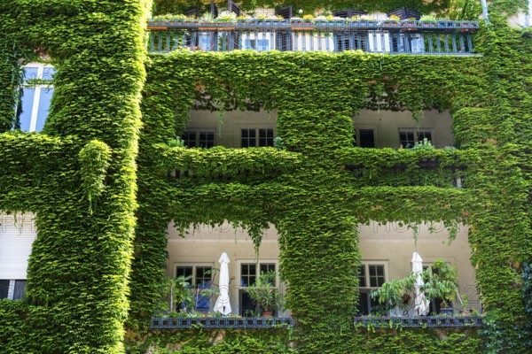 An ivy-covered façade of an apartment block in Bratislava, Slovakia