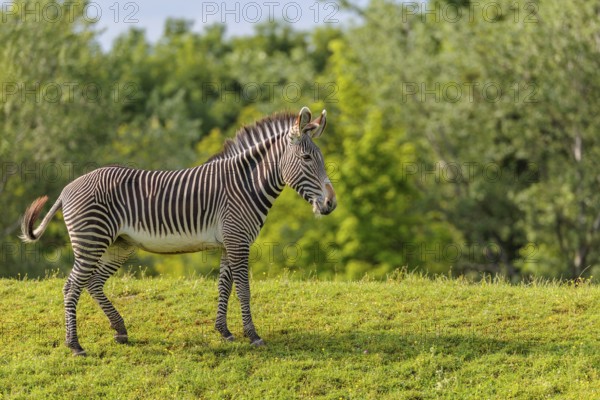 A Grévy's zebra (Equus grevyi) stands in a green meadow. Botswana