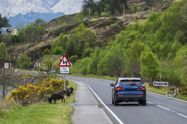 Goats over Invershiel, Loch Duich, Scotland, UK