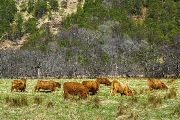 Highland Cattle, Scottish breed of rustic cattle, Highland, Scotland, UK