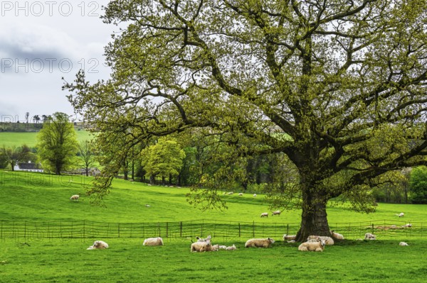 Farms, Pooley Bridge, Ullswater Lake, Lake District National Park, Cumbria, England, United Kingdom