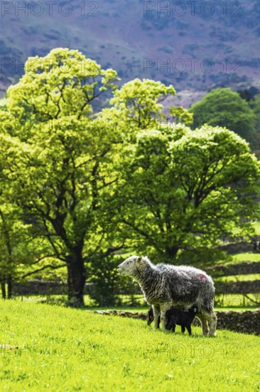 Sheep and farm in Lake District National Park, Coniston Water, Cumbria, England, United Kingdom