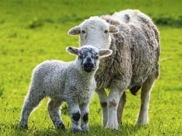 Sheep and farm in Lake District National Park, Coniston Water, Cumbria, England, United Kingdom