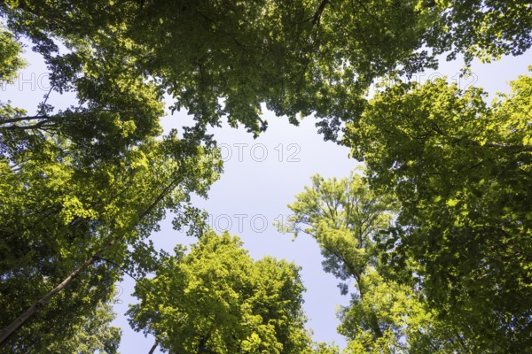 Deciduous forest, deciduous trees, frog perspective, summer, place of pilgrimage, Altötting, Upper Bavaria, Bavaria, Germany