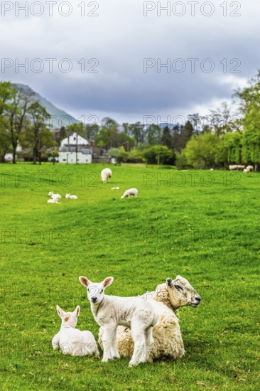 Sheeps, Pooley Bridge, Ullswater Lake, Lake District National Park, Cumbria, England, United Kingdom