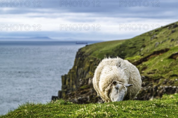Sheeps on farms over Neist Point Lighthouse, Isle of Skye, Scotland, UK