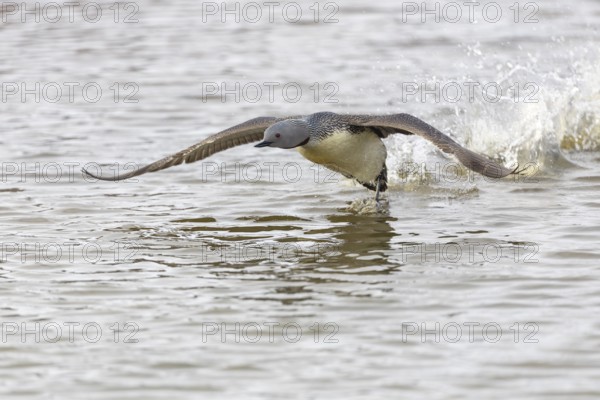 Red-throated diver (Gavia stellata) taking off on the water, Aventdalen, Longyearbyen, Spitsbergen, Svalbard