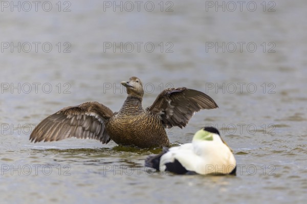 Eider duck (Somateria mollissima), hen grooming her feathers, duck birds (Anatidae), Aventdalen, Longyearbyen, Spitsbergen, Svalbard