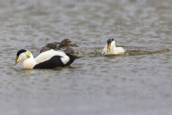 Eider duck (Somateria mollissima), hen with drake during mating behaviour, duck birds (Anatidae), Aventdalen, Longyearbyen, Spitsbergen, Svalbard