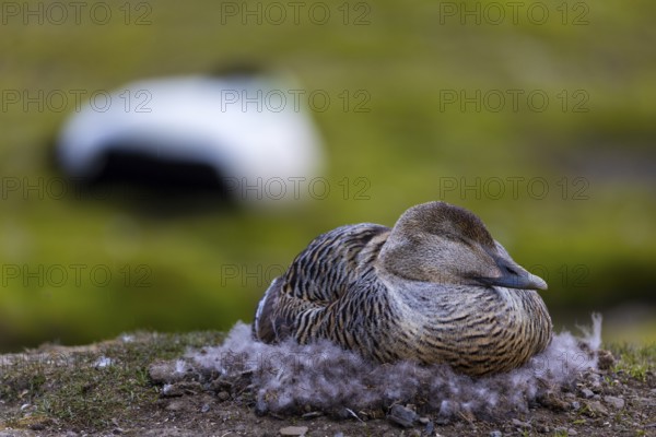 Eider duck (Somateria mollissima), hen brooding on the nest, duck birds (Anatidae), Aventdalen, Longyearbyen, Spitsbergen, Svalbard