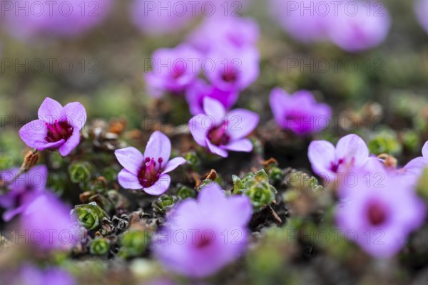Red saxifrage (Saxifraga oppositifolia), saxifrage family (Saxifragaceae), Jotunkjeldene, Spitsbergen, Svalbard