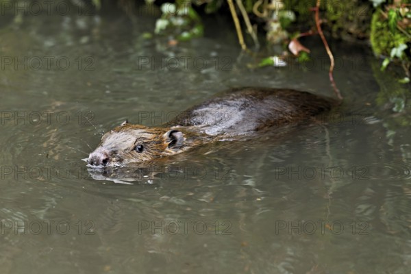Eurasian beaver, European beaver (Castor fibre), swimming in a stream, Canton Zug, Switzerland