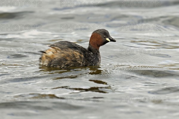 Red-breasted merganser (Mergellus albellus), adult swimming, Flachsee nature reserve, Canton Aargau, Switzerland