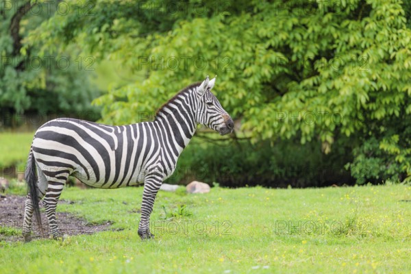A Grant's zebra (Equus quagga boehmi) stands in a green meadow. Kenya