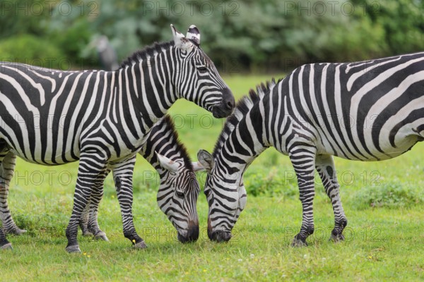 Three Grant's zebras (Equus quagga boehmi) graze head to head in a green meadow. Kenya