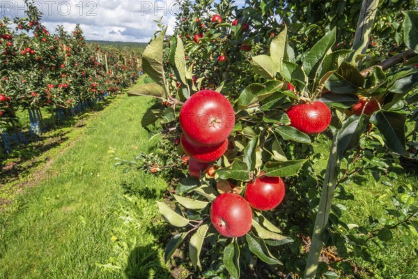Red apples type Discovery in apple orchard in Rörum, Österlen fruit district, Simrishamn municipality, Skåne county, Sweden, Scandinavia