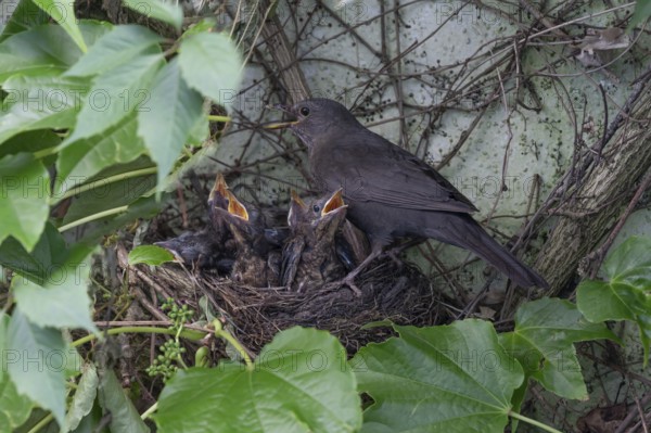 Mother blackbird (Turdus merula) with her five young at the nest, Bavaria, Germany