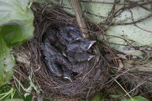 Five young blackbirds (Turdus merula) in the nest, Bavaria, Germany