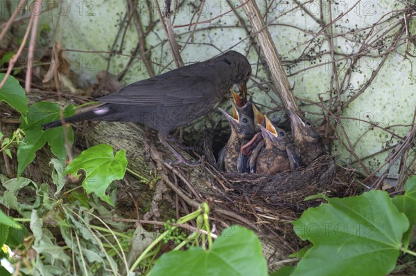 Mother blackbird (Turdus merula) feeding her five young in the nest, Bavaria, Germany