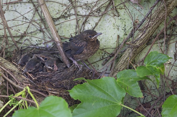 Five young, fledged blackbirds (Turdus merula) still in the nest, in the clutch, twelve days old, Bavaria, Germany