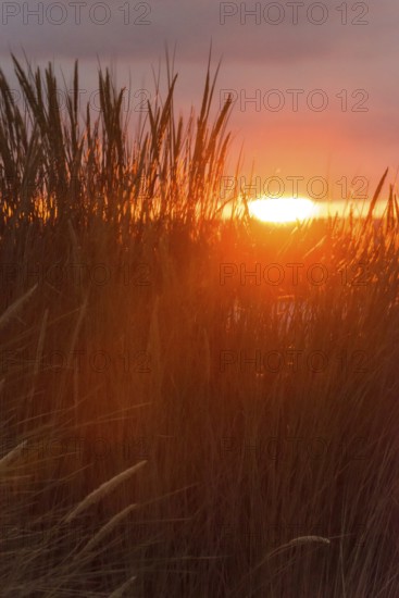 Intense red sunlight shimmers through tall grasses and creates a warm atmosphere, European Marram Grass (Ammophila arenaria (L.) Link, Syn.: Calamagrostis arenaria (L.) Roth), also known as common marram grass, sand reed, sand stem, sea oat, tall stalks with inflorescences in front of a peaceful, warm, colourful sunset in orange and gold on the horizon, last rays of the sun through a gap in the dark, grey cloud cover, Insel Düne, Helgoland, Schleswig-Holstein, North Sea, Germany