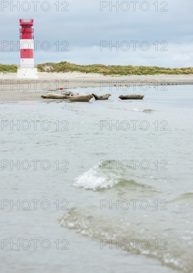 Several harbour seals (Phoca vitulina), seals, resting at low tide at the edge of the water, shore, sandy beach in front of the red and white striped lighthouse Helgoland Düne (rear light), small waves wash on the deserted, bright beach, calm sea in the evening, in the background white dunes, sand dunes with vegetation, little surf, overcast sky, nobody, maritime landscape, island Düne, Helgoland, Schleswig-Holstein, North Sea, Germany