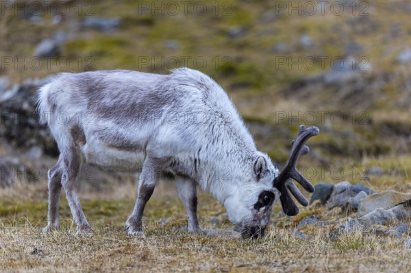 Svalbard skink (Rangifer tarandus platyrhynchus), Mammals (Mammalia), Longyearbyen, Spitsbergen, Svalbard