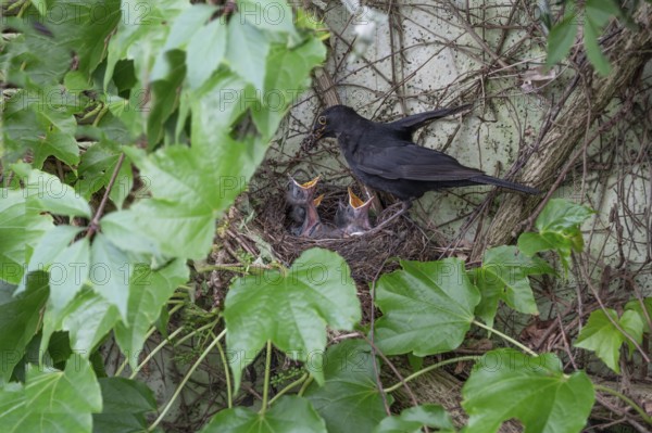 Male blackbird (Turdus merula) feeding his five young, Bavaria, Germany