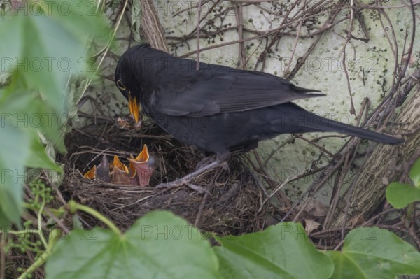 Male blackbird (Turdus merula) feeding its young, Bavaria, Germany