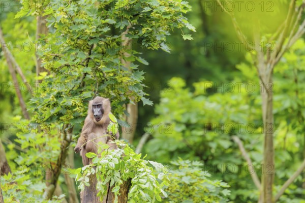 A female Drill (Mandrillus leucophaeus) sits high up in a tree, eating leaves. A green forest can be seen in the background. Cameroon