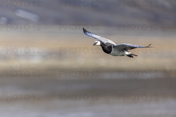 White-fronted Goose (Branta leucopsis), Geese (Anseriformes), in flight, Aventdalen, Longyearbyen, Spitsbergen, Svalbard