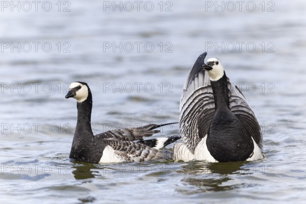 White-fronted Goose (Branta leucopsis), Geese (Anseriformes), Mating in the water, Aventdalen, Longyearbyen, Spitsbergen, Svalbard