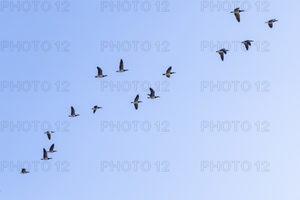 Geese gather by the sea, North Sea, Keitum, Sylt, Schleswig-Holstein