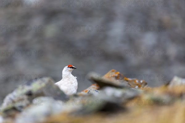 Ptarmigan (Lagopus), Cock, Chicken birds (Galliformes), Longyearbyen, Spitsbergen, Svalbard