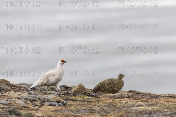 Ptarmigan (Lagopus), Pair, Chicken birds (Galliformes), Longyearbyen, Spitsbergen, Svalbard