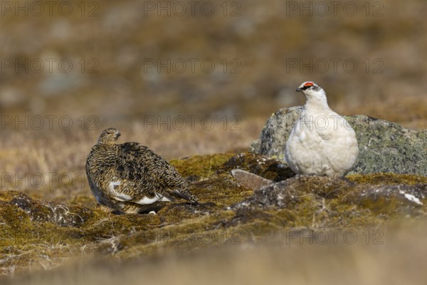 Ptarmigan (Lagopus), Pair, Chicken birds (Galliformes), Aventdalen, Longyearbyen, Spitsbergen, Svalbard