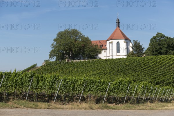 Monastery church Mariä Schutz an der Vogelsburg, vineyards, near Volkach, Mainfranken, Mainschleife, Franconia, Lower Franconia, Bavaria, Germany