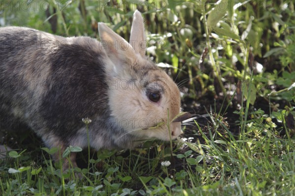 Domestic rabbit (Oryctolagus cuniculus forma domestica), tame, eat, plant, hunger, portrait, Germany
