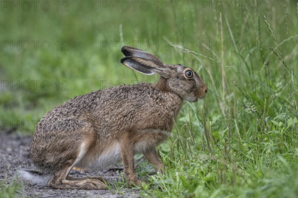 European hare (Lepus europaeus), Emsland, Lower Saxony, Germany