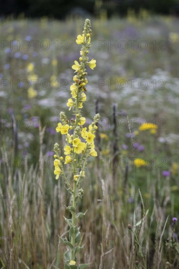 Flower meadow with large-flowered mullein (Verbascum densiflorum), Lower Saxony, Germany