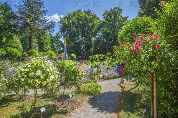 Rosarium with blooming roses and lavender on the Rose Island in Lake Starnberg, Feldafing, Upper Bavaria, Bavaria, Germany
