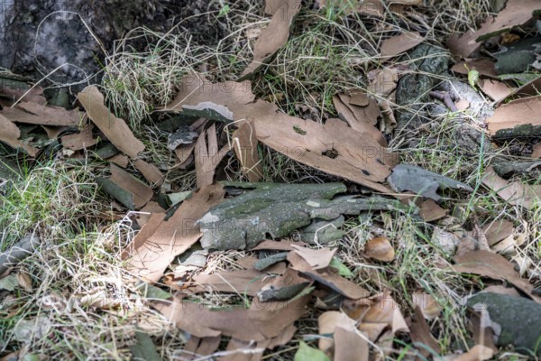 Plane trees, Platanus × acerifolia, often shed their bark in summer, the bark cannot grow with the tree if it grows well, the shed bark is replaced by new tissue, Duisburg, North Rhine-Westphalia, Germany
