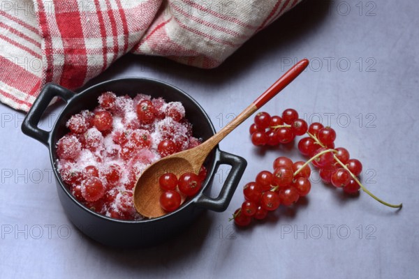 Redcurrants with sugar in pots, Ribes rubrum